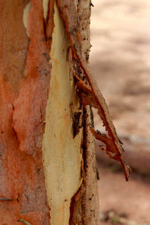 Eucalyptus tree background.
