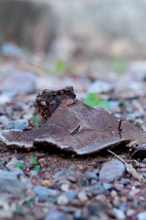 Mushroom death on the street の写真素材