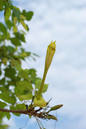 Wild flowers Agastaの写真素材