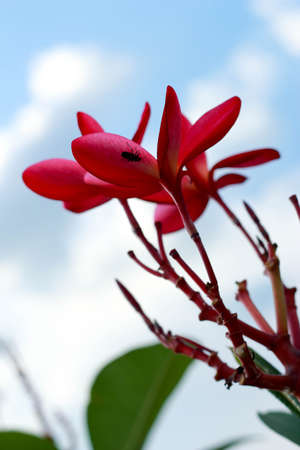 Frangipani flower - pink flowers in skyの写真素材