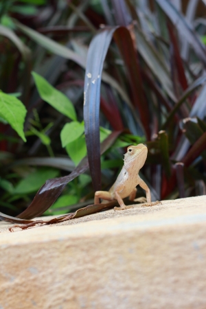 Brown Thai lizard on tree の写真素材