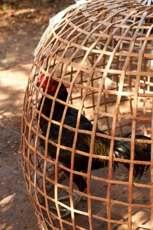 Rooster in captivity の写真素材