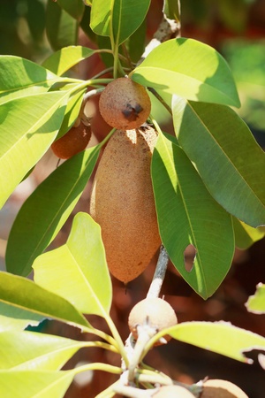 Sapodilla tree.