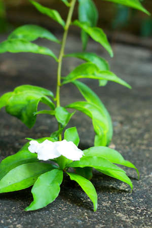 white flowerの写真素材