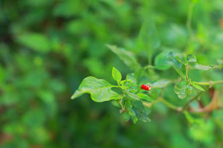 Chili redの写真素材