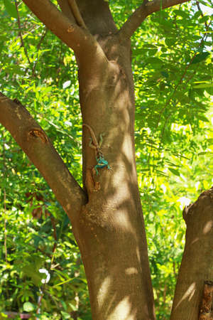 Brown thai lizard on treeの写真素材