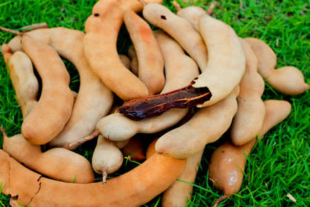 Ripe tamarind fruit on grassの写真素材