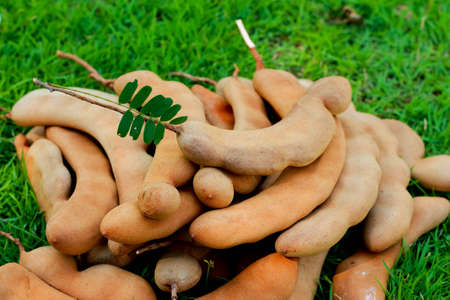 Ripe tamarind fruit on grassの写真素材