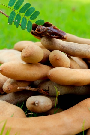 Ripe tamarind fruit on grassの写真素材