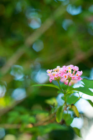 Pink flowerの写真素材