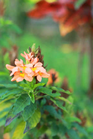 orange flowerの写真素材