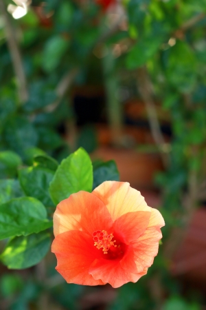 Flower orange - Hibiscus flowerの写真素材