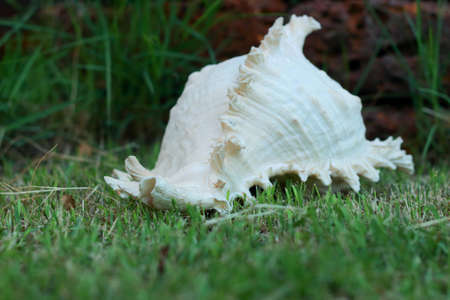 Cockleshells on green grassの写真素材