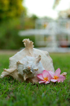 Cockleshells and pink flowerの写真素材