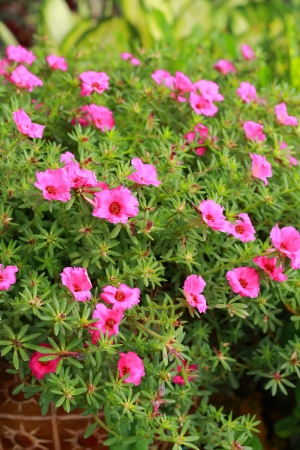 Flowering Purslane - pink flowersの写真素材