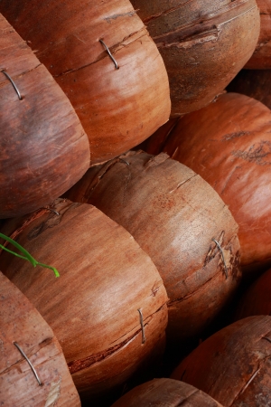 coconutの写真素材