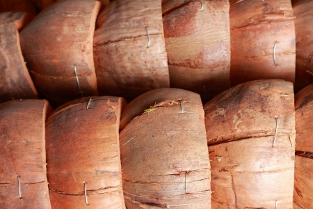 coconutの写真素材