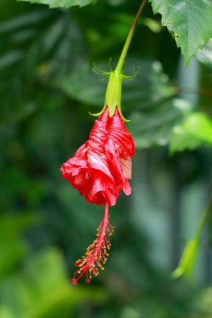 Flower red - Hibiscus flowerの写真素材