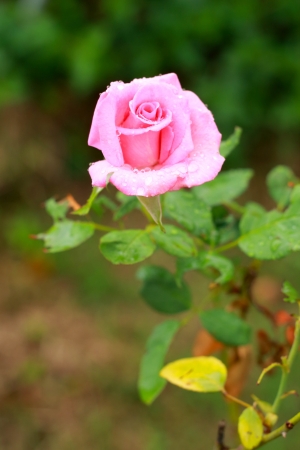 Pink roseの写真素材
