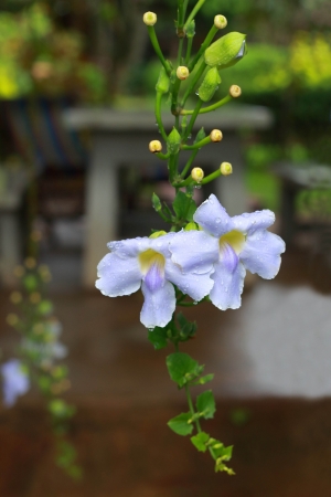 White flowerの写真素材