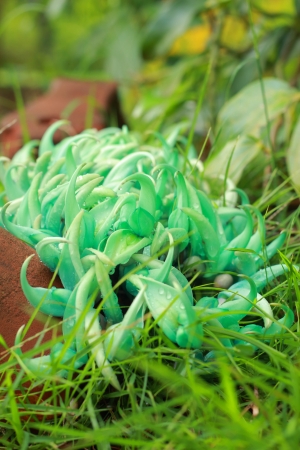 Jade vine on the grass の写真素材