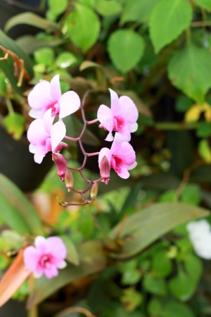 Pink orchidsの写真素材