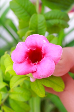 Allamanda - Pink flowerの写真素材