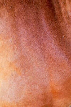 Background houses  fur.の写真素材