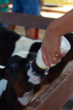 Young bull drinking milk の写真素材