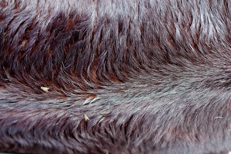 Cow fur background 