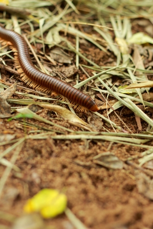 Millipede on the ground.