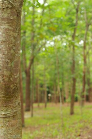 Forest trees is a beautifulの写真素材