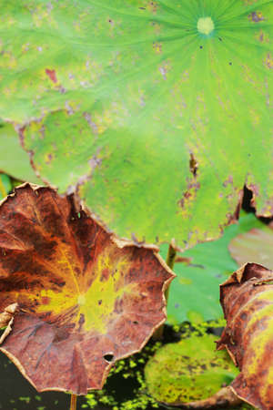 Lotus leavesの写真素材