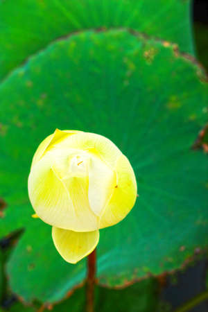 White lotus flowersの写真素材