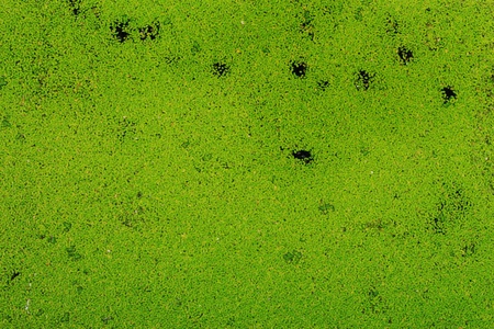 Aquatic Plantsの写真素材