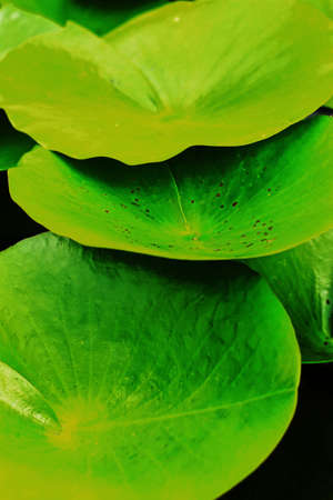 Lotus leavesの写真素材