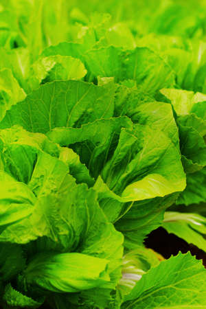 chinese cabbageの写真素材