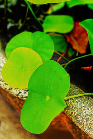 Lotus leavesの写真素材