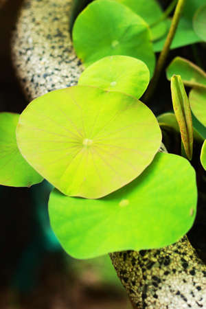 Lotus leavesの写真素材