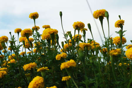 Flower marigoldの写真素材