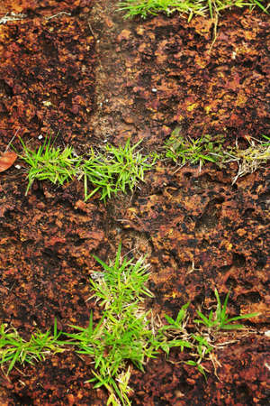 Grass on the stone floor.の写真素材