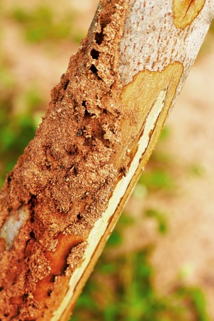 Termite on treeの写真素材