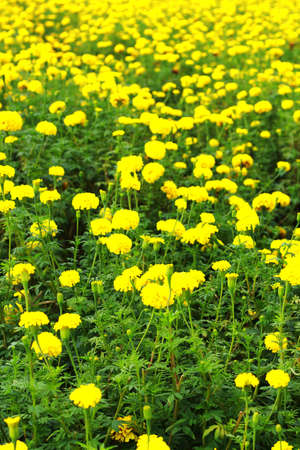 Flower marigold