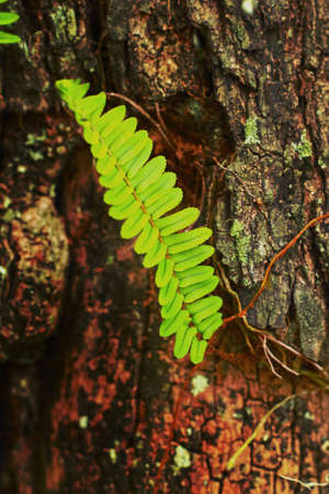 Fern on old treeの写真素材
