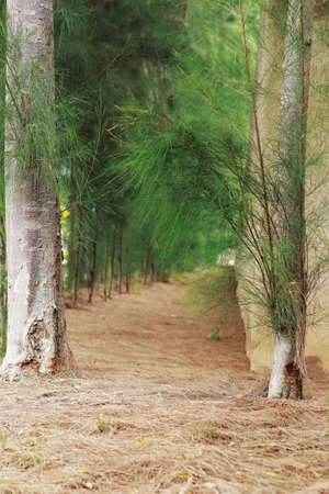 Pine tree - pathの写真素材