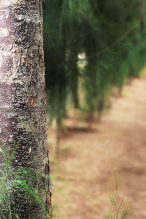 Pine tree - pathの写真素材
