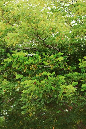 Green leavesの写真素材