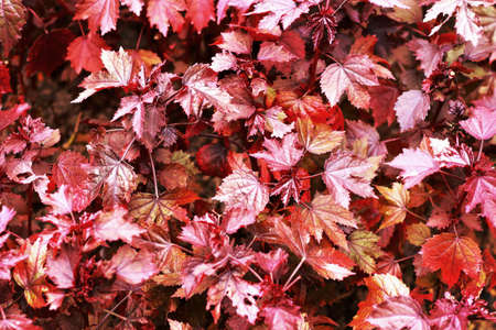 Maple leaves - Pink leavesの写真素材