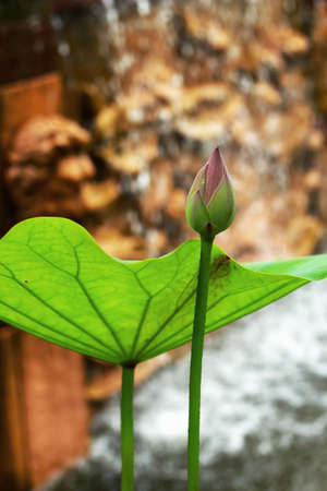 Pink lotus flowersの写真素材
