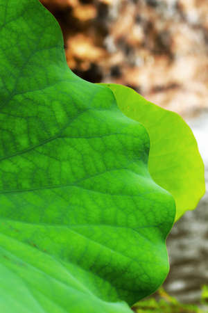 Lotus leavesの写真素材